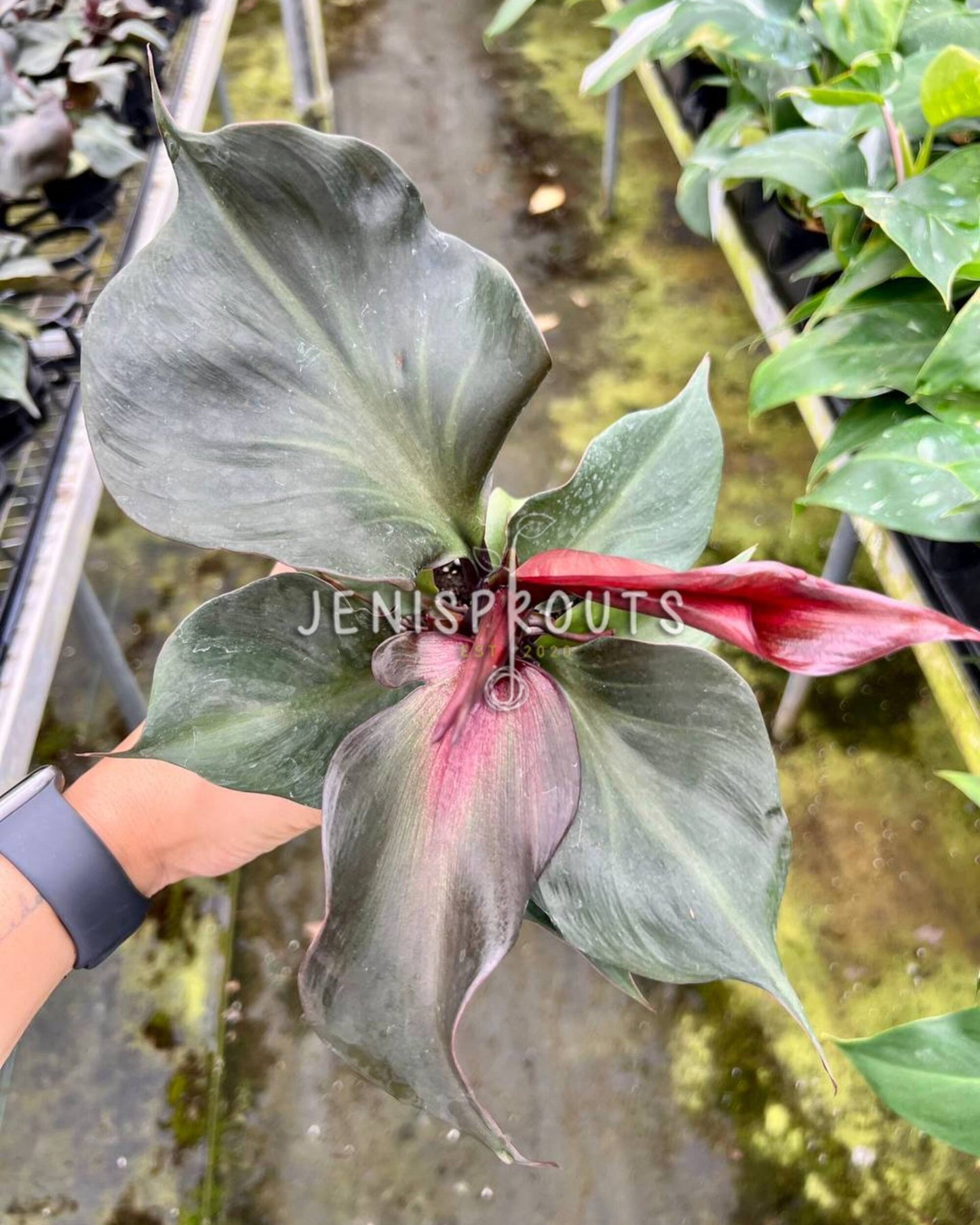 4" Philodendron Red Heart