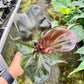 4" Philodendron Red Heart