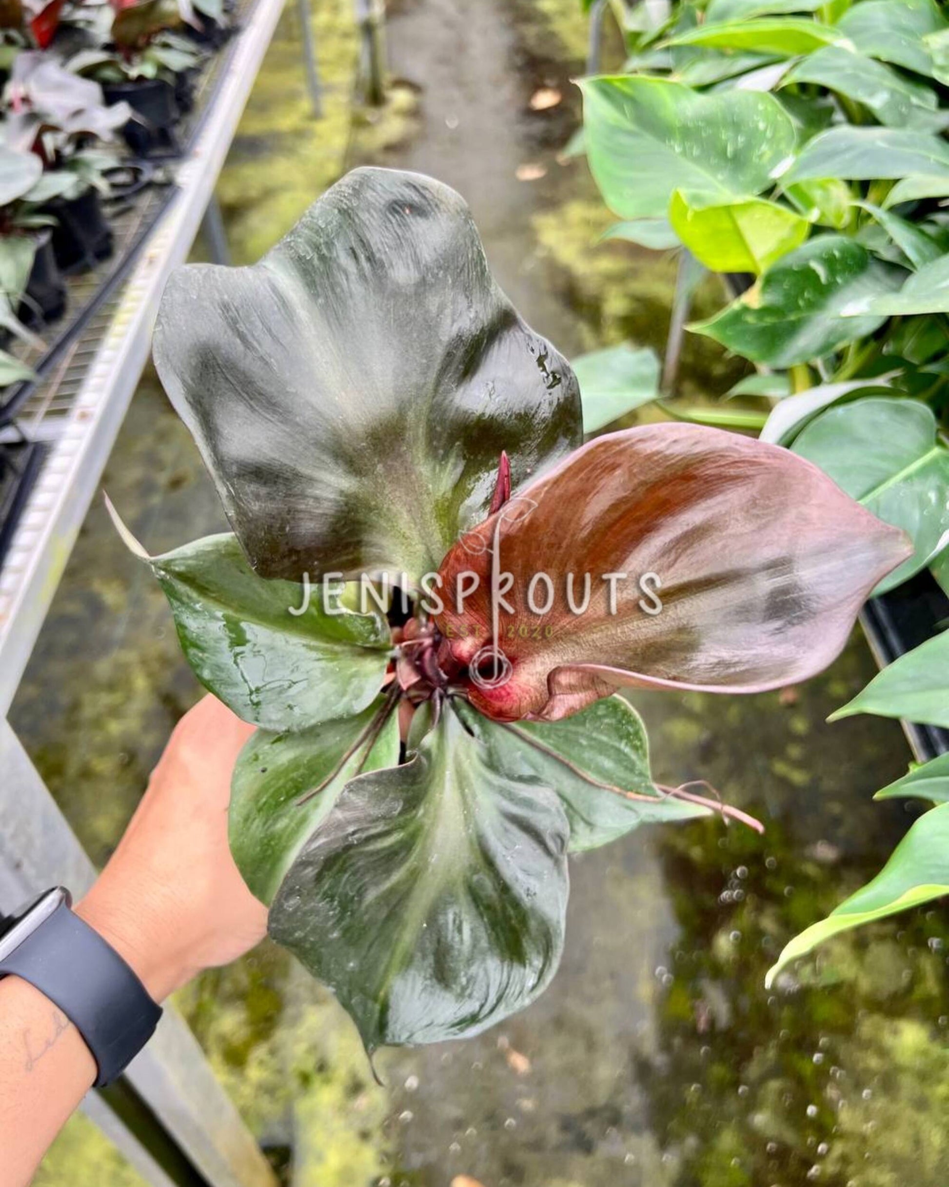 heart leaf philodendron new growth red 4" Philodendron Red Heart at Jenisprouts