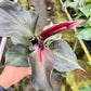 4" Philodendron Red Heart