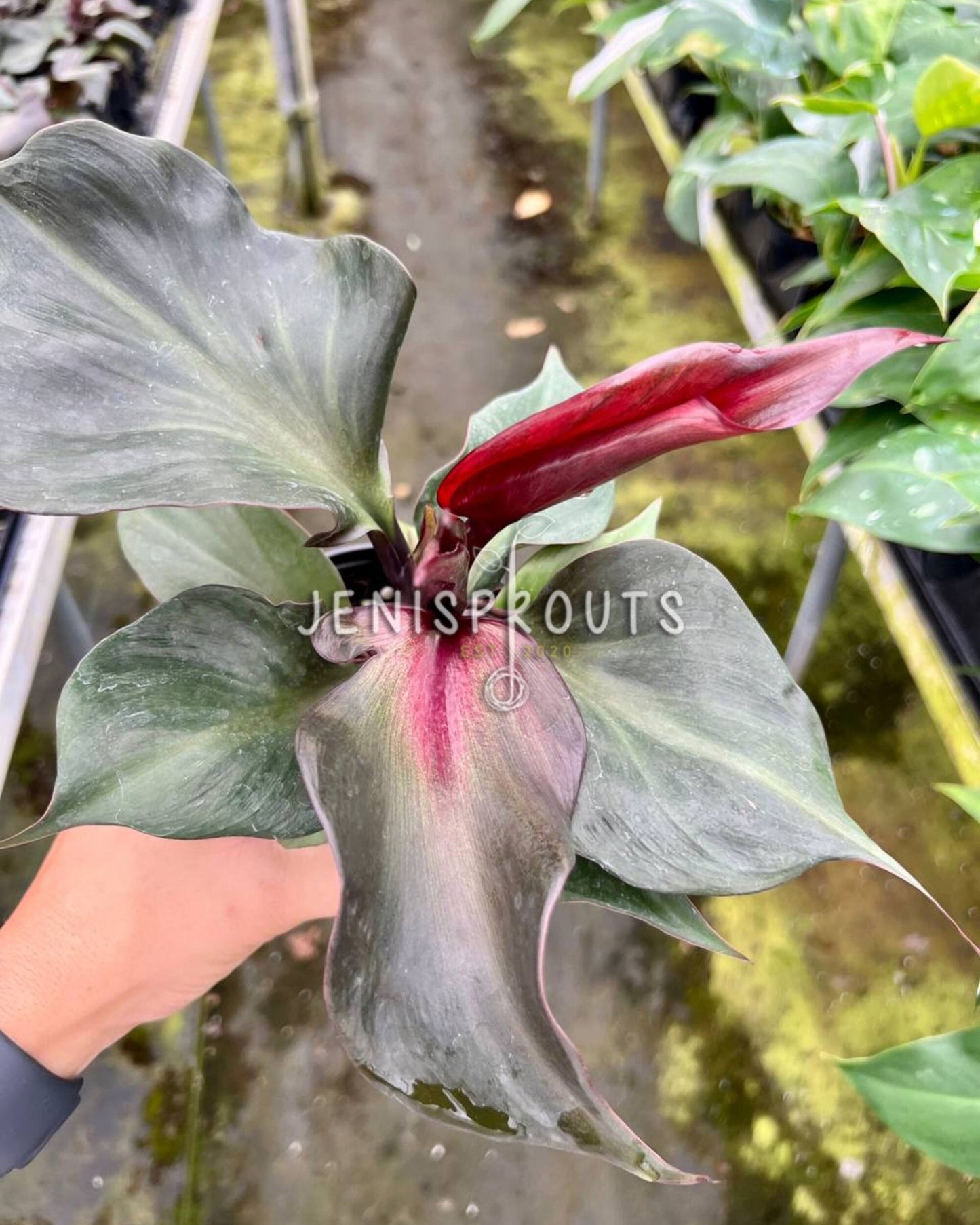 4" Philodendron Red Heart