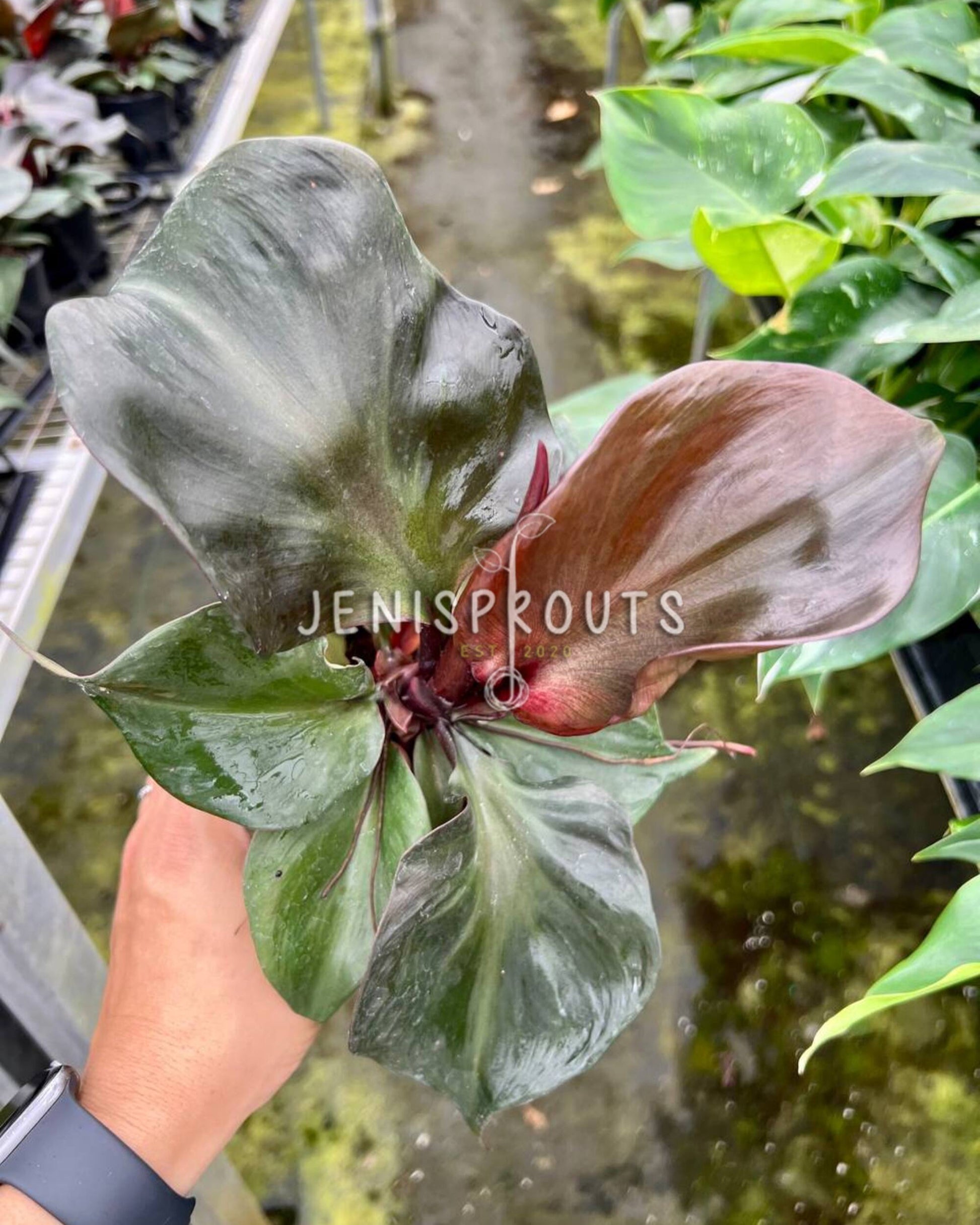 red leafed philodendron 4" Philodendron Red Heart at Jenisprouts