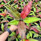 4" Philodendron Sun Red