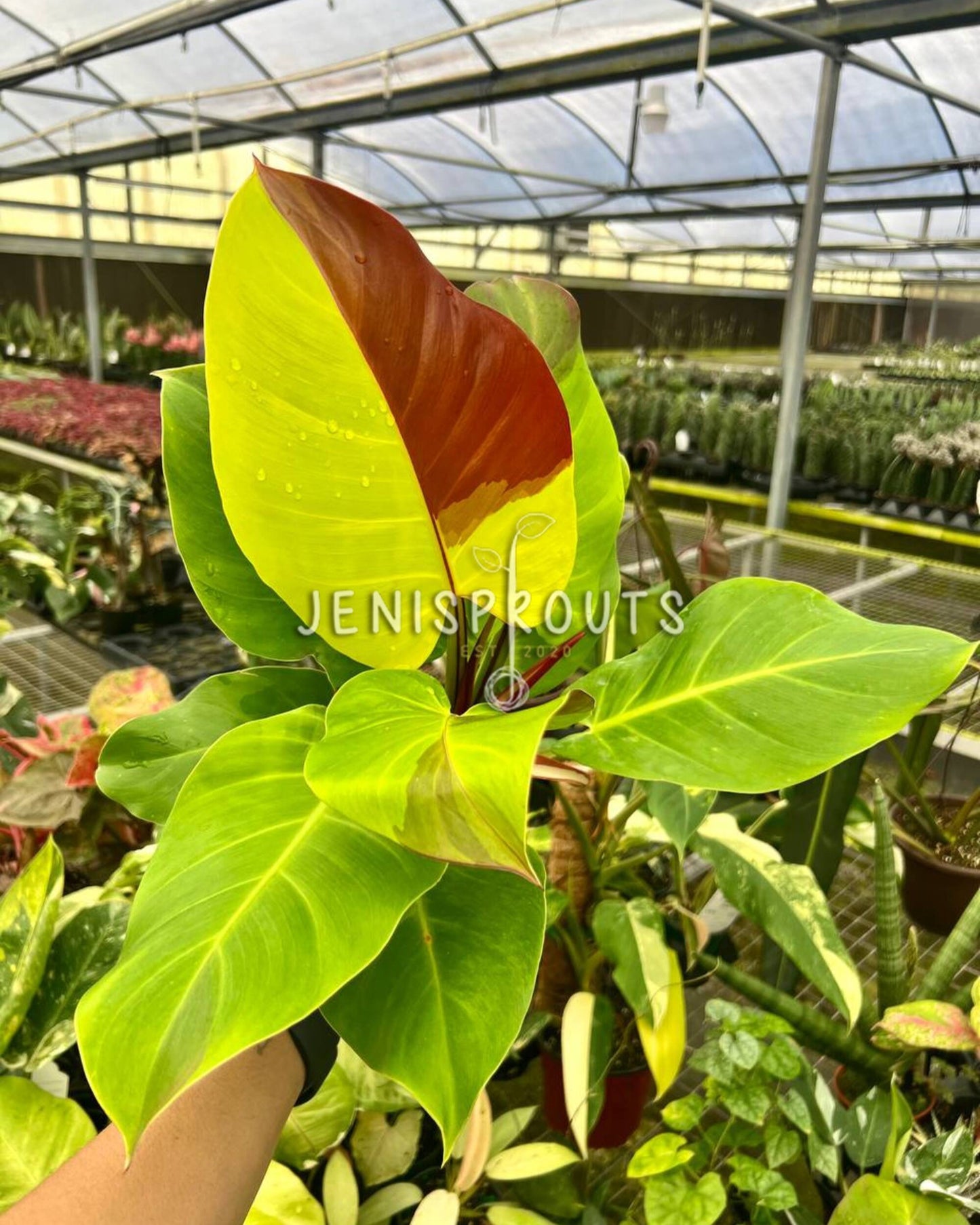 4" Philodendron Variegated Red Moon