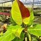 4" Philodendron Variegated Red Moon