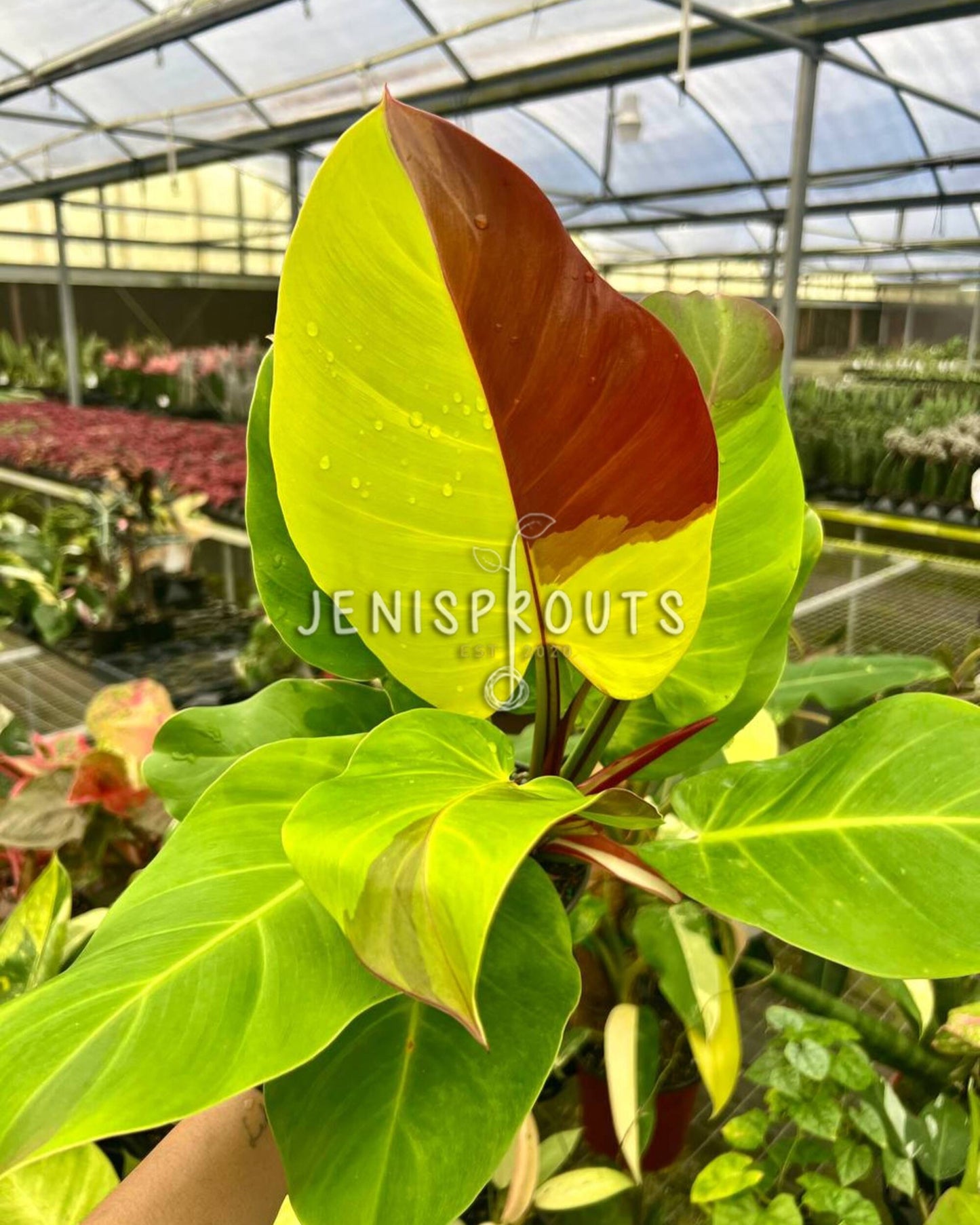 4" Philodendron Variegated Red Moon