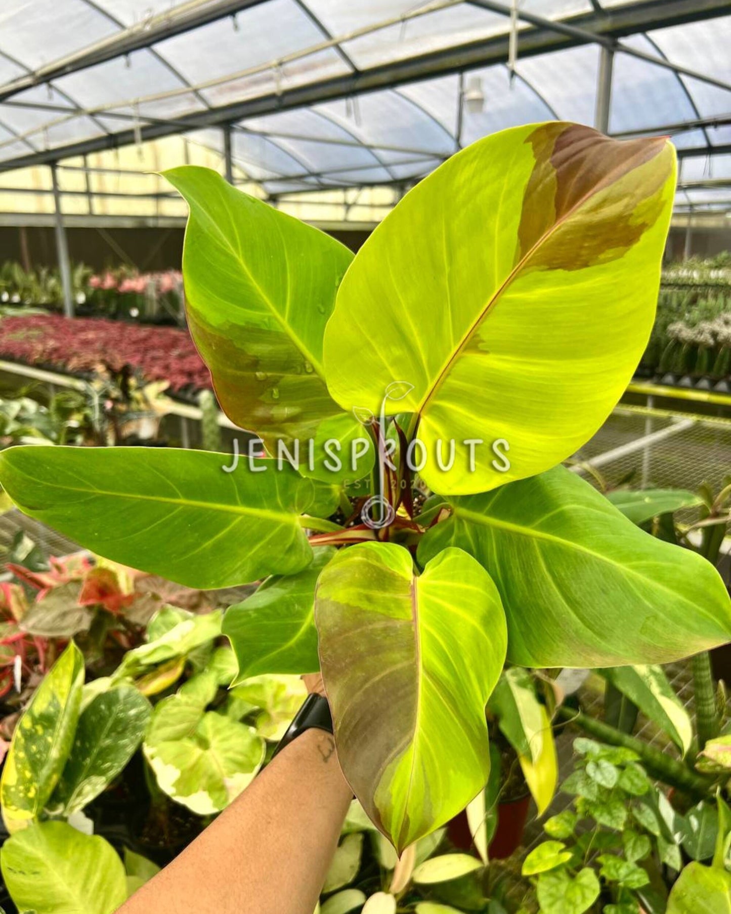 4" Philodendron Variegated Red Moon