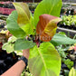 4" Philodendron Variegated Red Moon