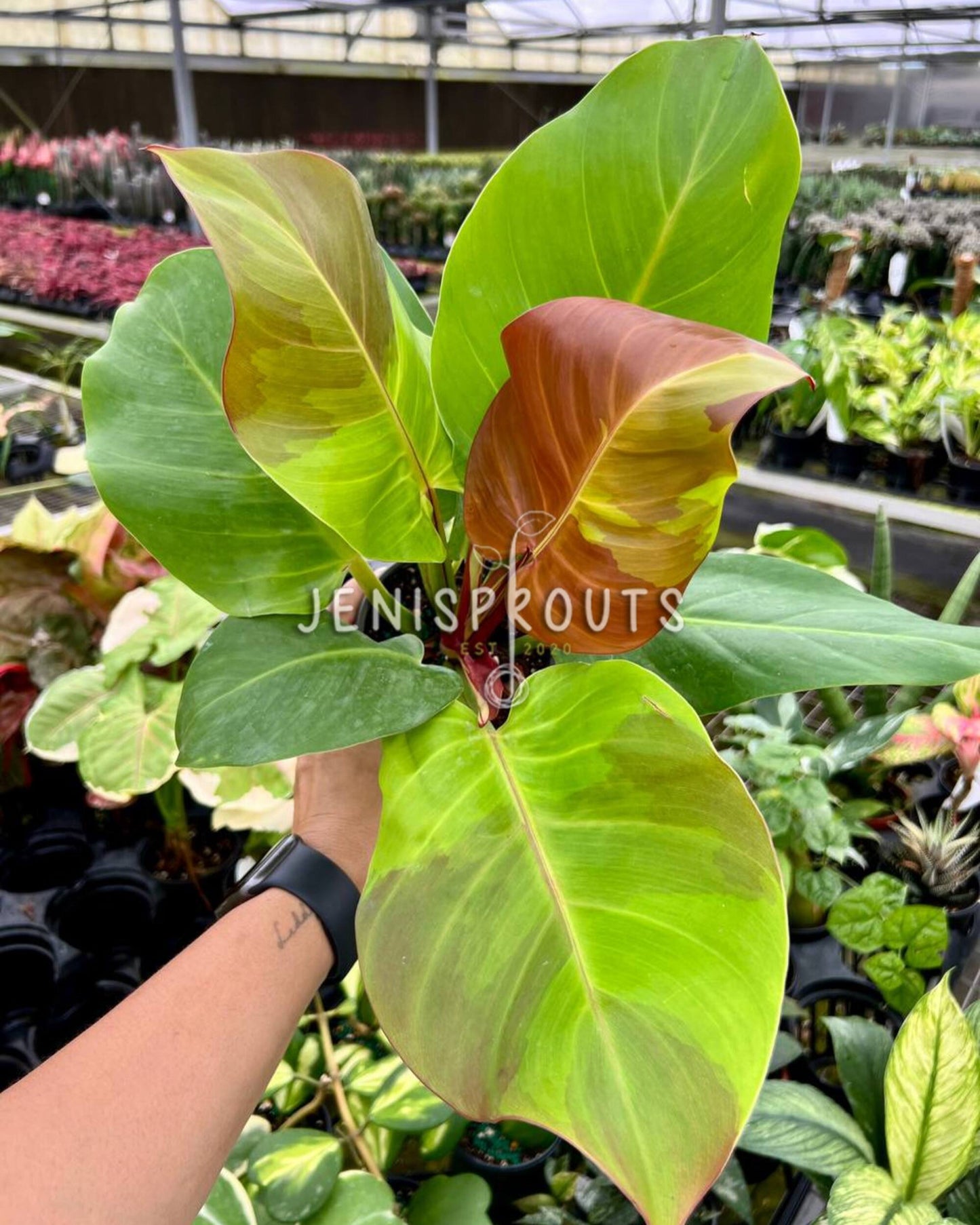 4" Philodendron Variegated Red Moon