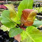 4" Philodendron Variegated Red Moon