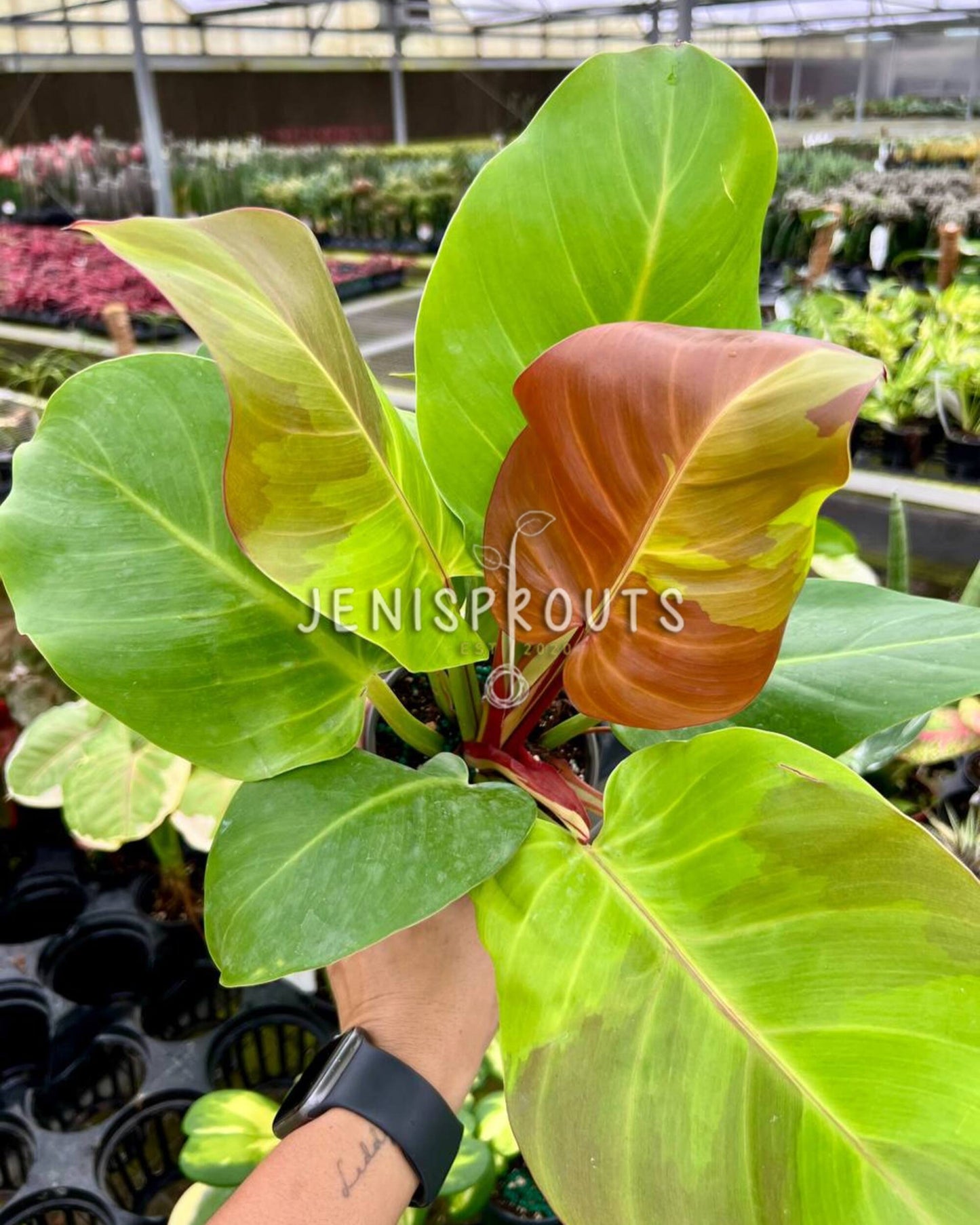 4" Philodendron Variegated Red Moon