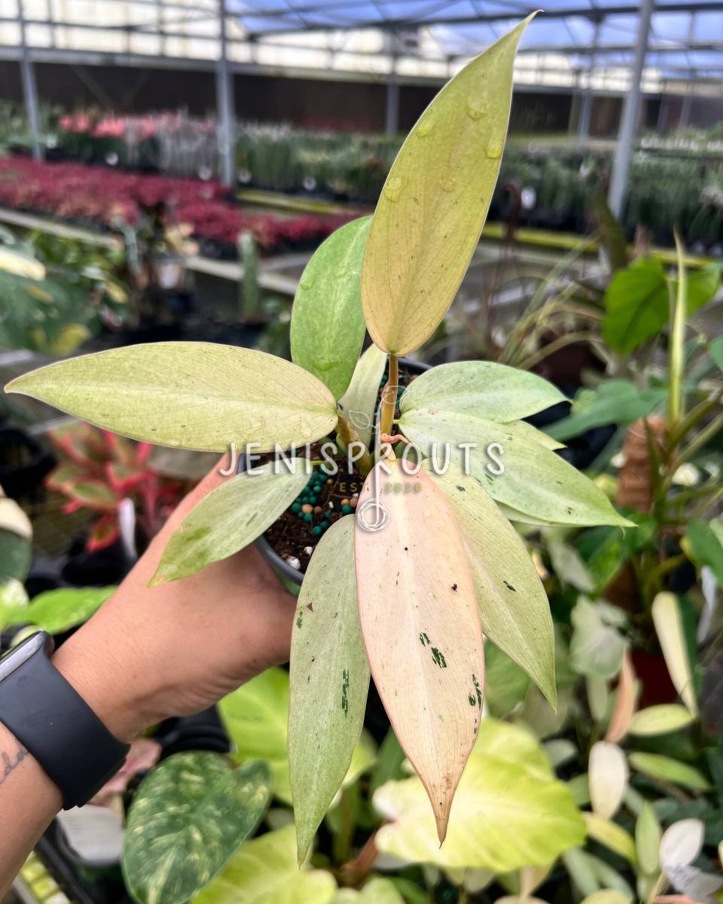 4" Philodendron Whipple Way