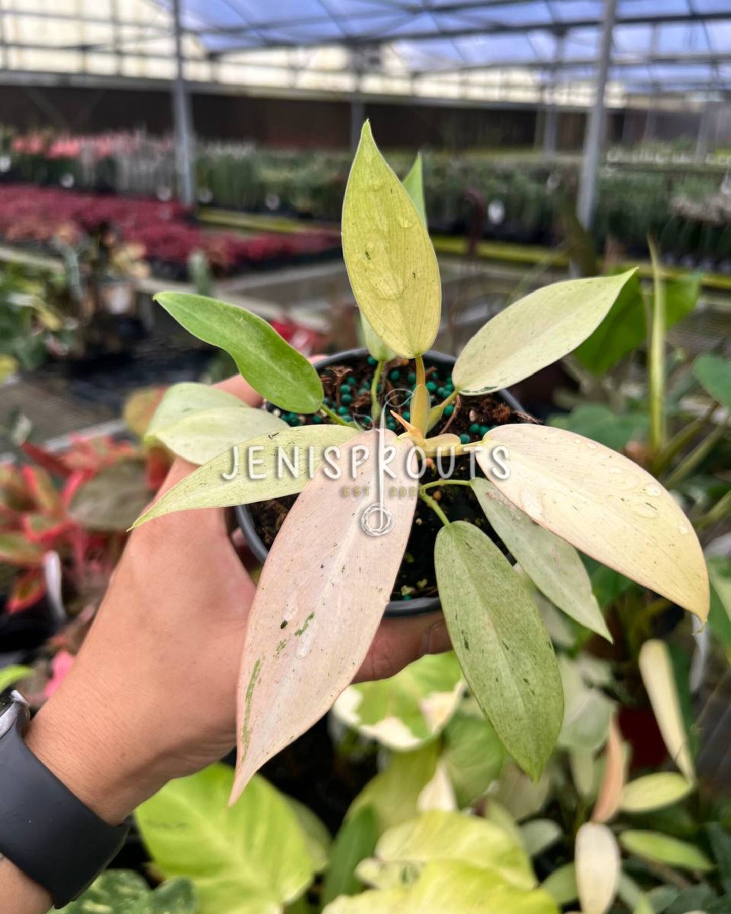 4" Philodendron Whipple Way