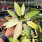 4" Philodendron Whipple Way