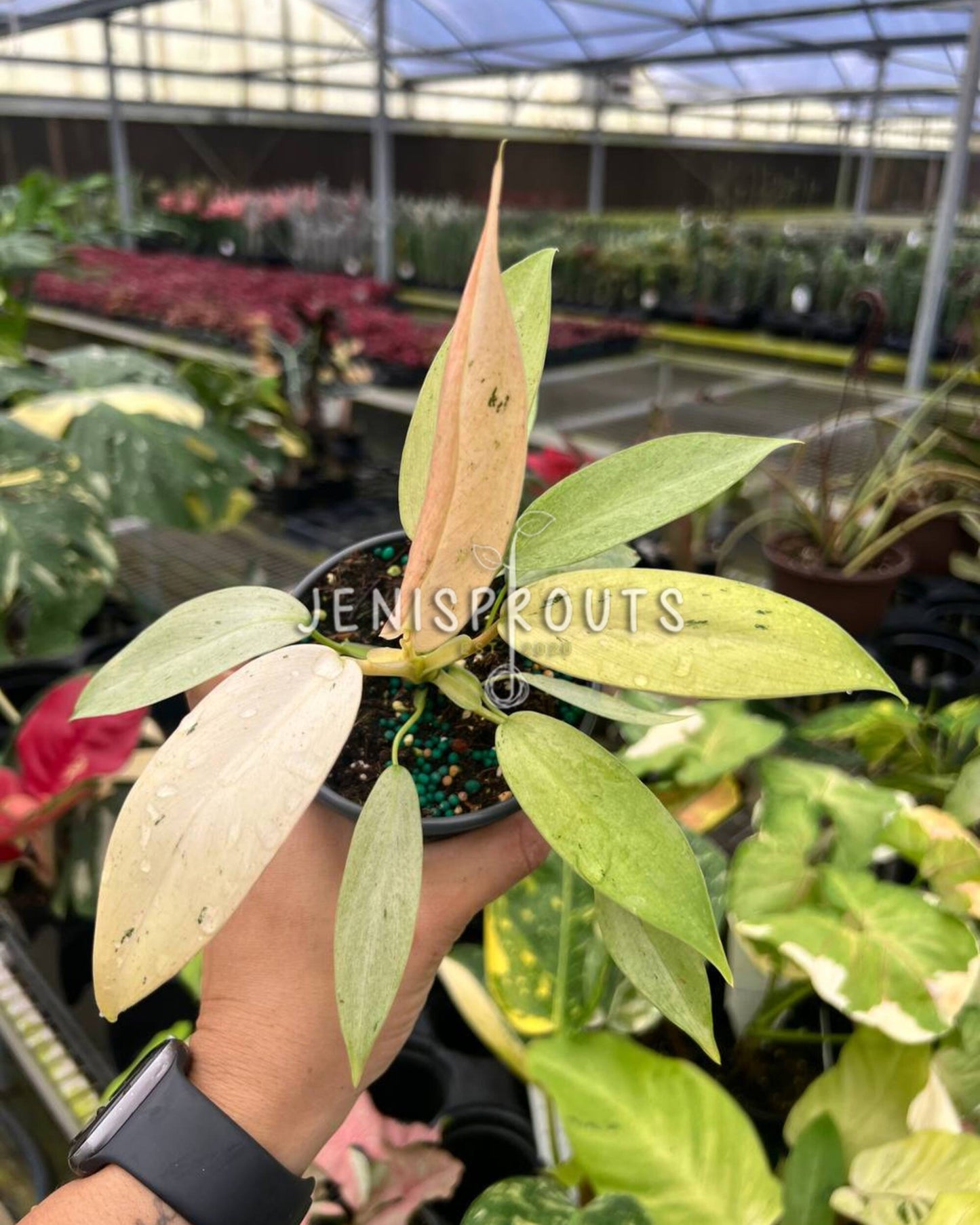 4" Philodendron Whipple Way