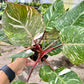 4" Philodendron White Knight Galaxy