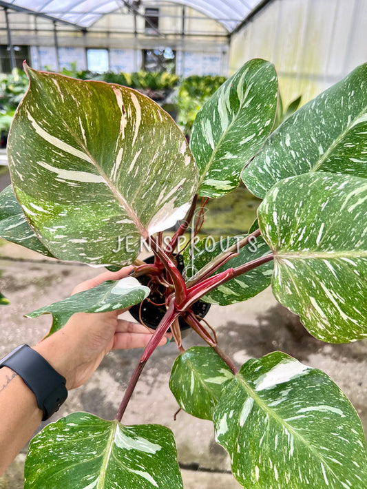 4" Philodendron White Knight Galaxy