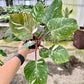 4" Philodendron White Knight Galaxy