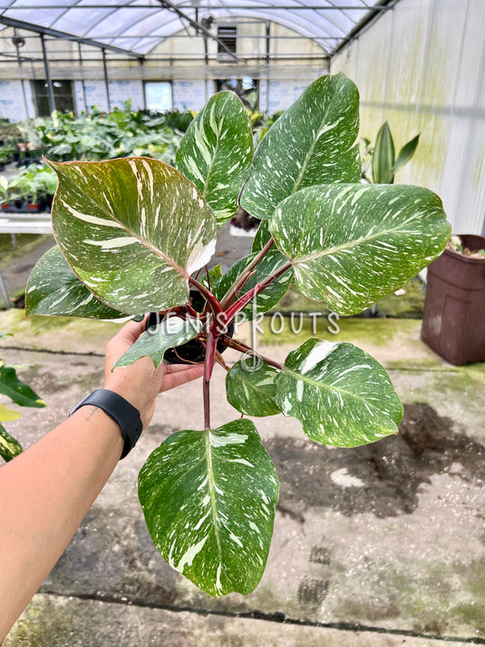 4" Philodendron White Knight Galaxy