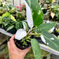 4" Philodendron White Princess