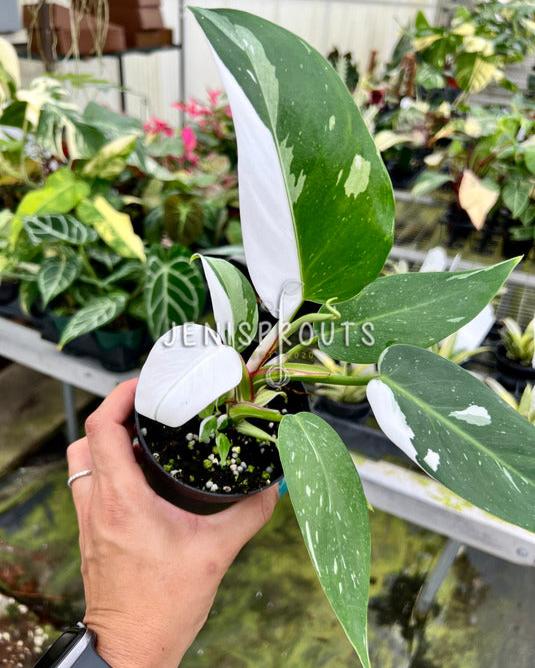 4" Philodendron White Princess