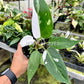 4" Philodendron White Princess