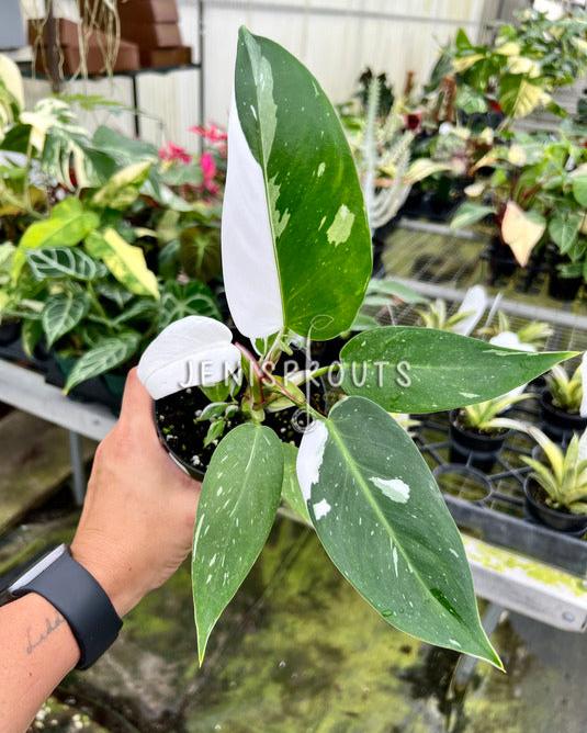 4" Philodendron White Princess