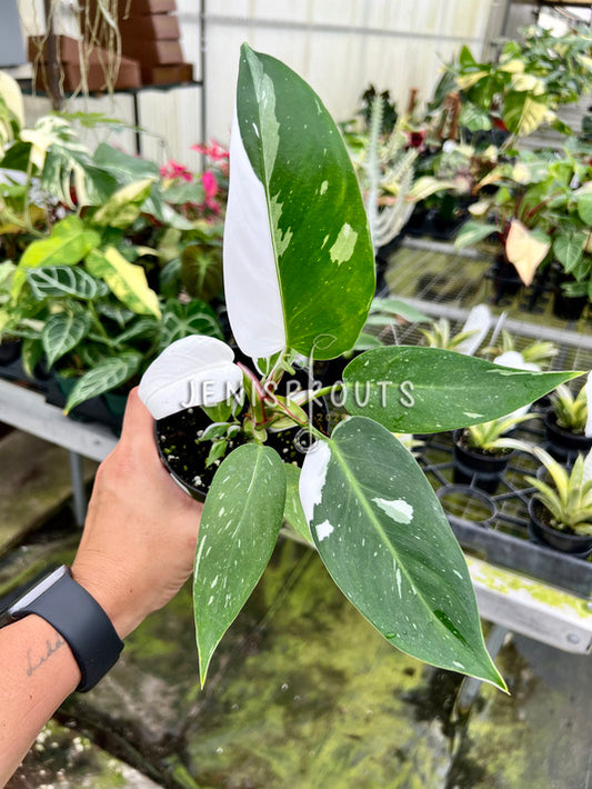 4" Philodendron White Princess