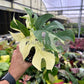 4” Rhaphidophora Tetrasperma Variegated ‘Mini Monstera Variegated’