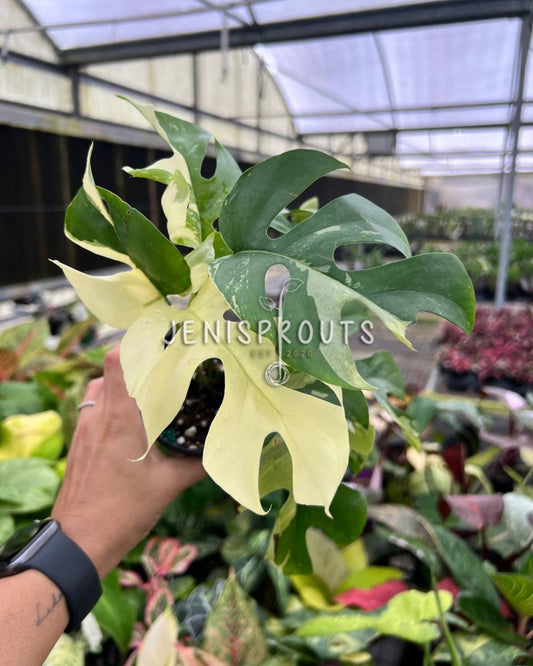 4” Rhaphidophora Tetrasperma Variegated ‘Mini Monstera Variegated’