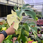4” Rhaphidophora Tetrasperma Variegated ‘Mini Monstera Variegated’