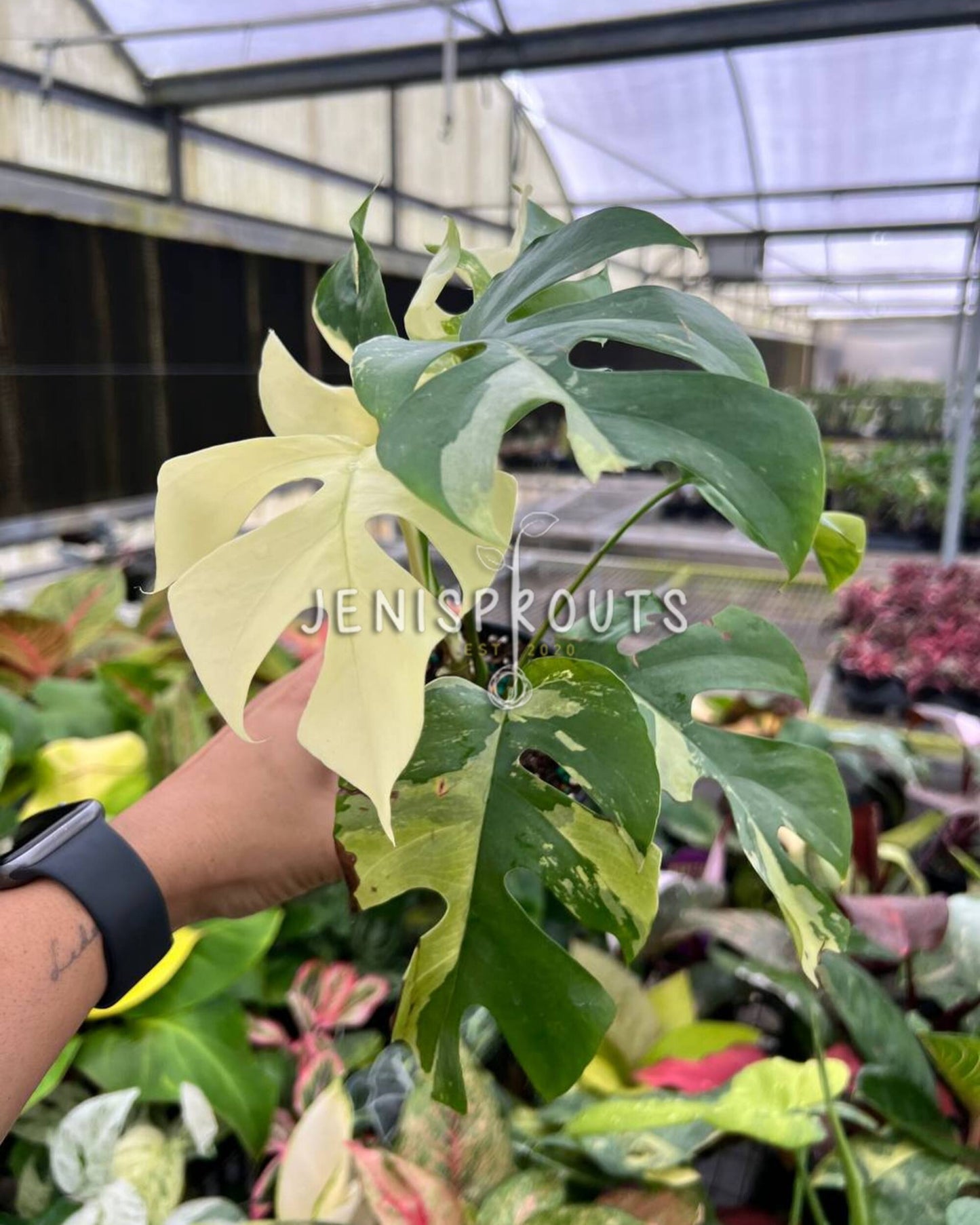 4” Rhaphidophora Tetrasperma Variegated ‘Mini Monstera Variegated’