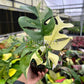 4” Rhaphidophora Tetrasperma Variegated ‘Mini Monstera Variegated’