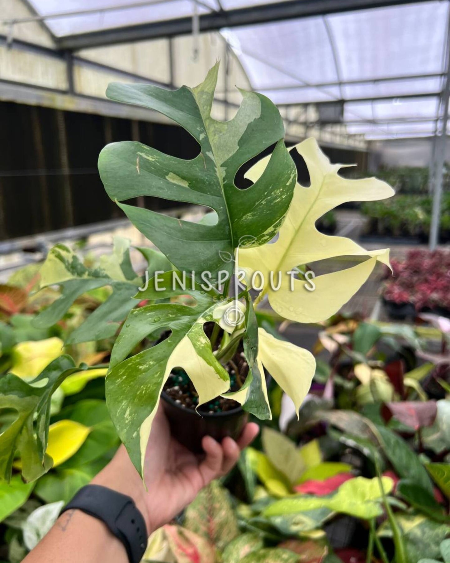 4” Rhaphidophora Tetrasperma Variegated ‘Mini Monstera Variegated’