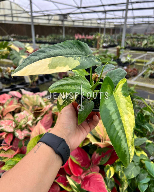 4" Schismatoglottis Variegated