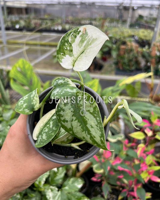 4" Scindapsus Mayari