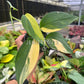 4” Scindapsus Perakensis Variegated