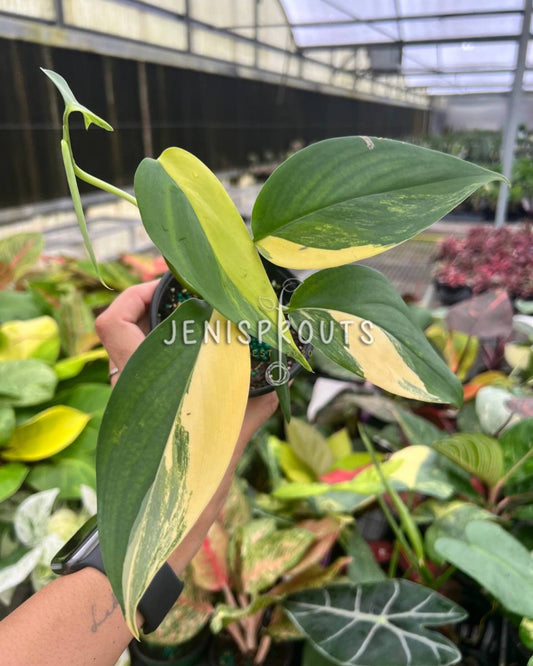 4” Scindapsus Perakensis Variegated