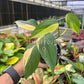 4” Scindapsus Perakensis Variegated