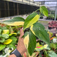 4” Scindapsus Perakensis Variegated