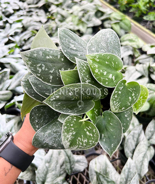 4" Scindapsus Pictus 'Silvery Ann'