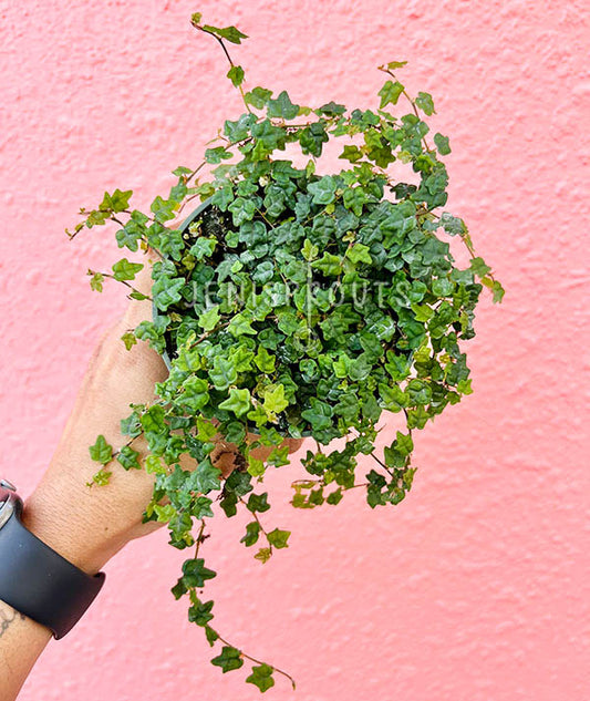 4" String of Frogs (Ficus Mini Oak Leaf)