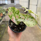 4" Syngonium Milk Confetti Tricolor