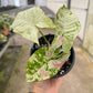 4" Syngonium Milk Confetti Tricolor