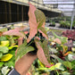 4" Syngonium Pink Splash