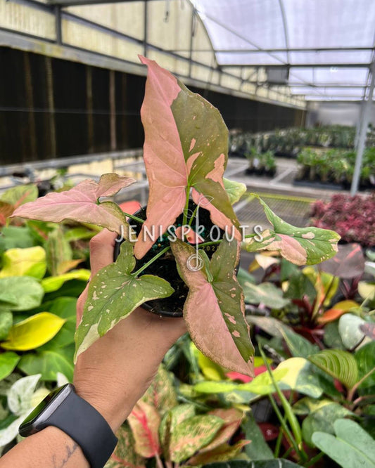 4" Syngonium Pink Splash