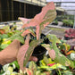 4" Syngonium Pink Splash