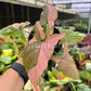 4" Syngonium Pink Splash