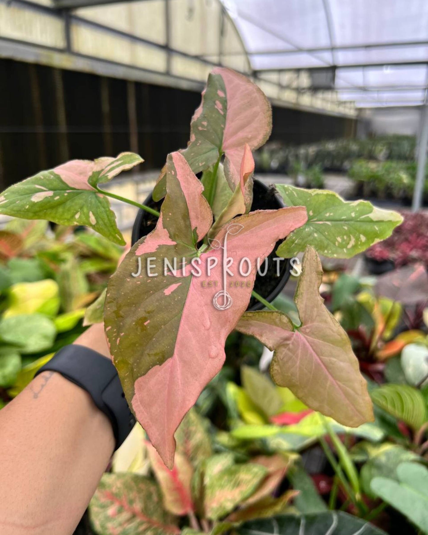 4" Syngonium Pink Splash