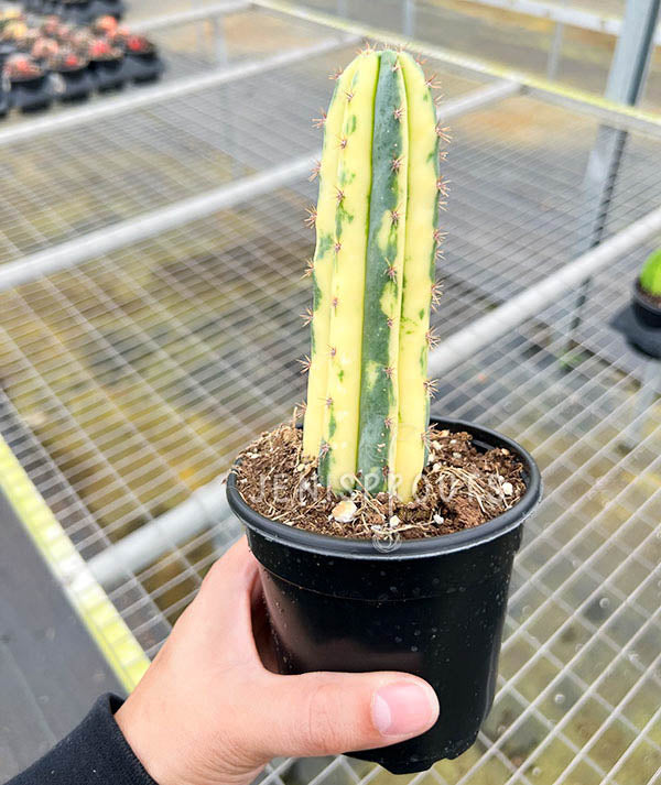 Variegated Blue Candle Cactus
